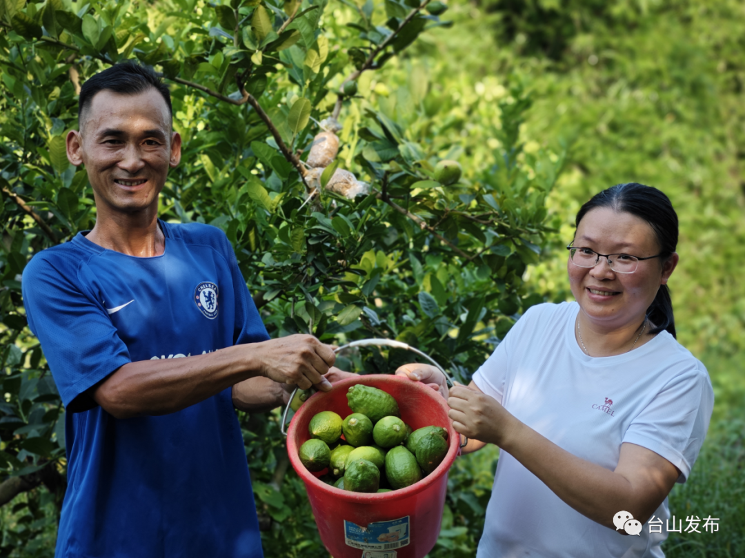 柠檬栽培技术视频教程_柠檬高产种植技术视频_柠檬高产栽培技术