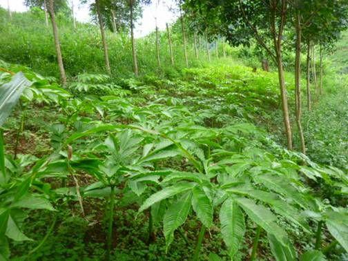 芋芋种植技术大全_种蒐芋技术_芋儿种植技术视频