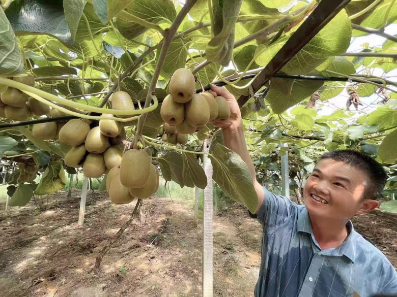 泰顺种植致富果_农村种植什么能致富_温州泰顺可以种植什么赚钱