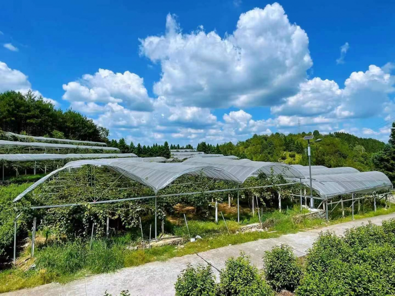 泰顺种植致富果_温州泰顺可以种植什么赚钱_农村种植什么能致富