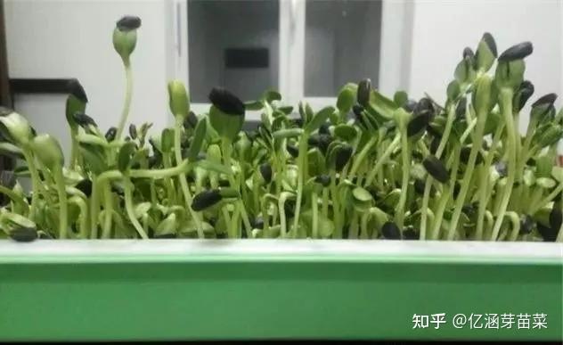 好菜种植技术及管理_想了解一下种菜技术_种植菜管理好技术有哪些