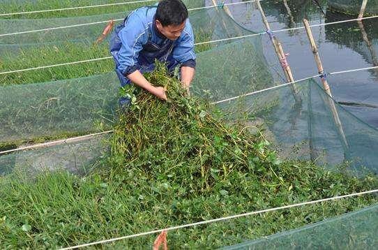 致富养殖黄鳝怎么样_养殖黄鳝挣钱吗_养殖致富黄鳝