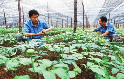 2017种植三七的前景和市场价格行情