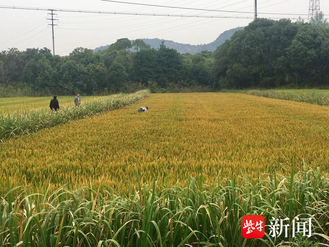 视频|见过稻田养虾养蟹的，没想到“乌鳖”也能养，赵亚夫还点了赞