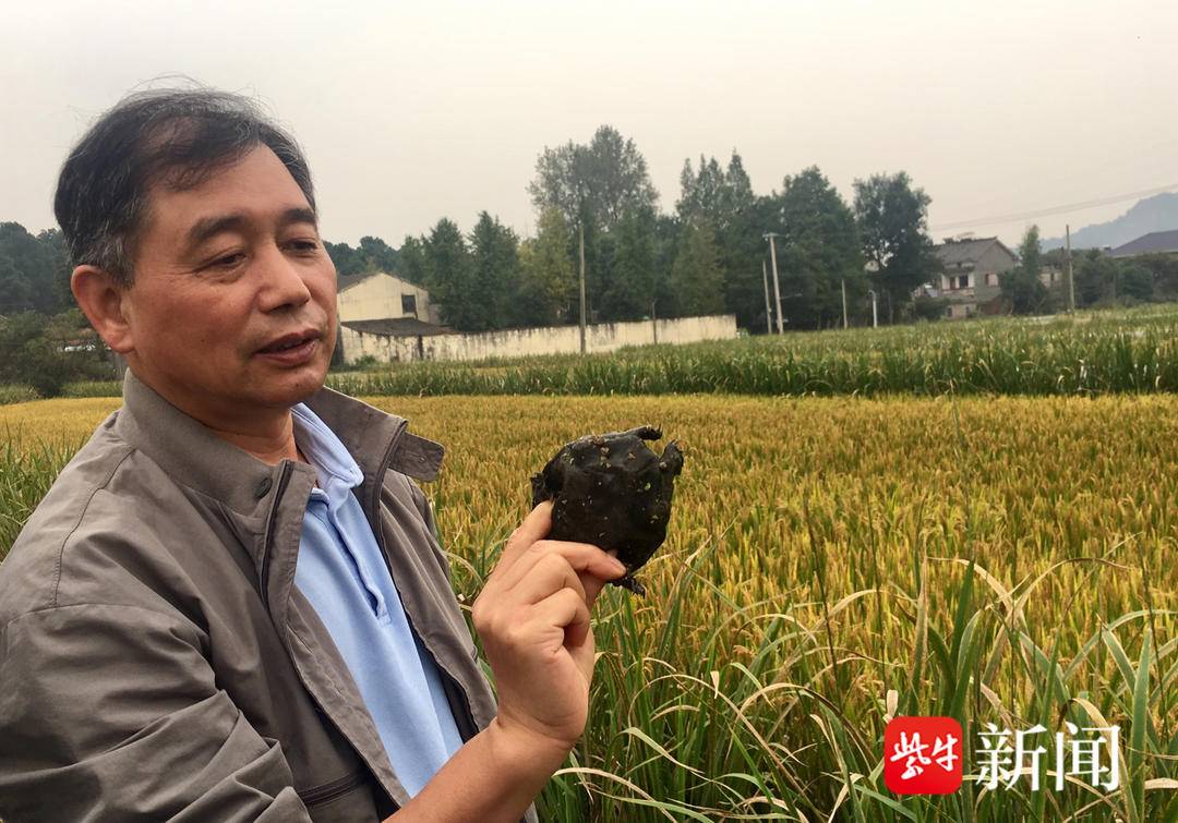 无土泥鳅池养殖技术视频_池塘泥鳅养殖技术视频_池养泥鳅怎样养法