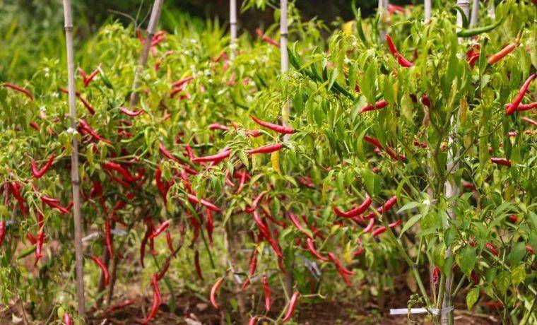 辣椒种植技术指导_辣椒种植技术书籍_种植辣椒技术书