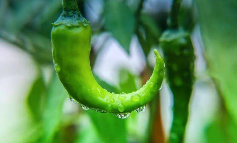 种植辣椒技术书_辣椒种植技术书籍_辣椒种植技术指导