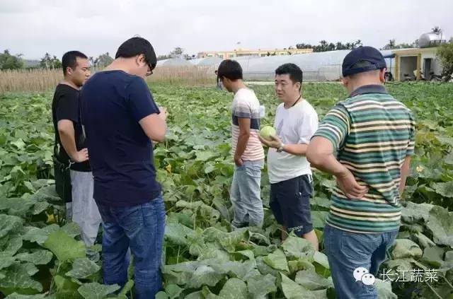 南瓜的种植技术与栽培技术_种植食用南瓜技术_南瓜食用种植技术视频