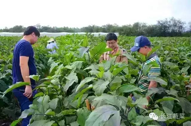 南瓜食用种植技术视频_南瓜的种植技术与栽培技术_种植食用南瓜技术