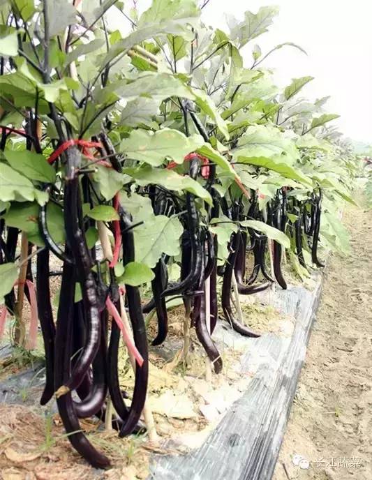 种植食用南瓜技术_南瓜食用种植技术视频_南瓜的种植技术与栽培技术