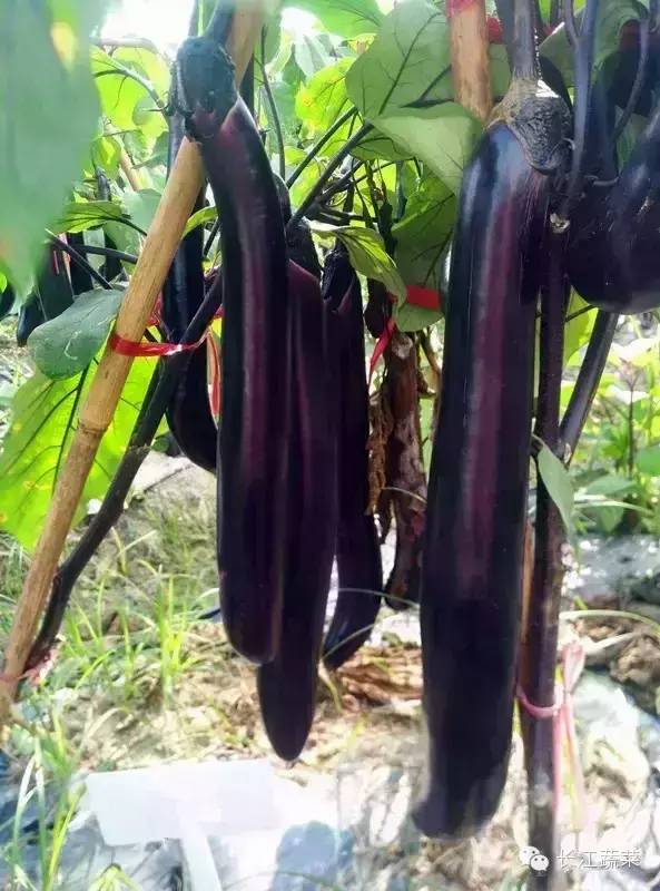 南瓜的种植技术与栽培技术_种植食用南瓜技术_南瓜食用种植技术视频