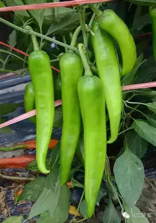 南瓜食用种植技术视频_种植食用南瓜技术_南瓜的种植技术与栽培技术