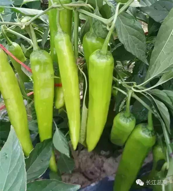 种植食用南瓜技术_南瓜的种植技术与栽培技术_南瓜食用种植技术视频