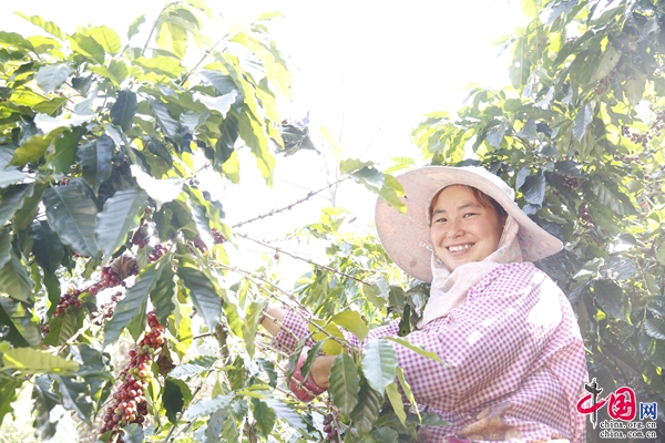 普洱种养致富经_种植普洱茶_普洱适合种植什么药材