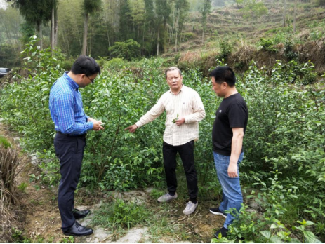 大棚樱桃种植成功致富案例_泰顺种植致富果_村民种植黑皮冬瓜致富