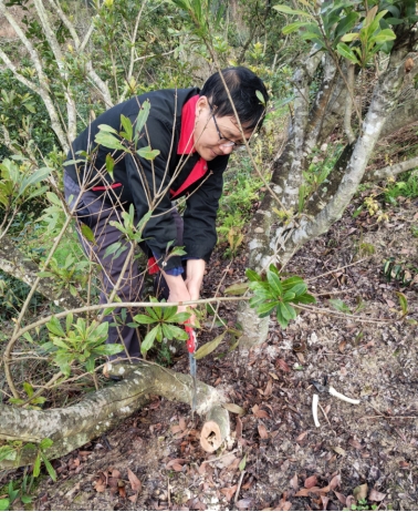 泰顺种植致富果_大棚樱桃种植成功致富案例_村民种植黑皮冬瓜致富