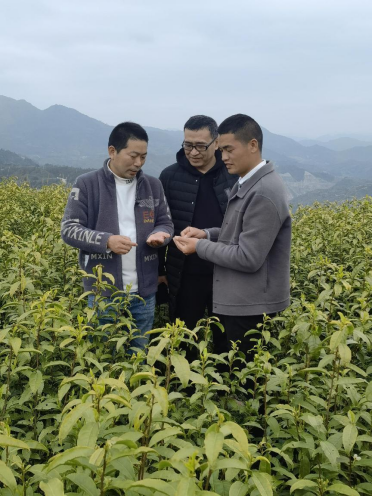 村民种植黑皮冬瓜致富_大棚樱桃种植成功致富案例_泰顺种植致富果