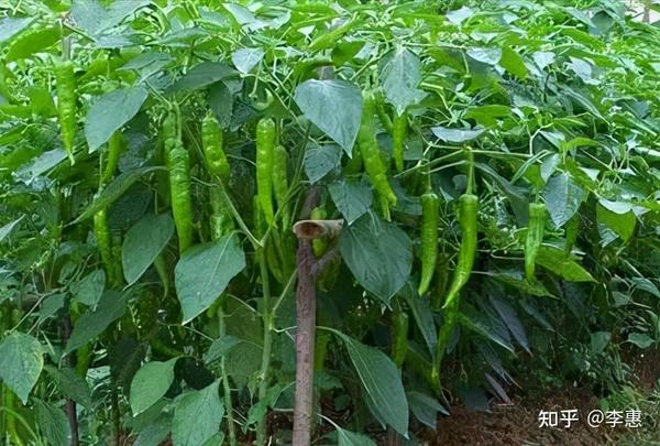 蔬菜种植高手不外传的12个“小秘方”