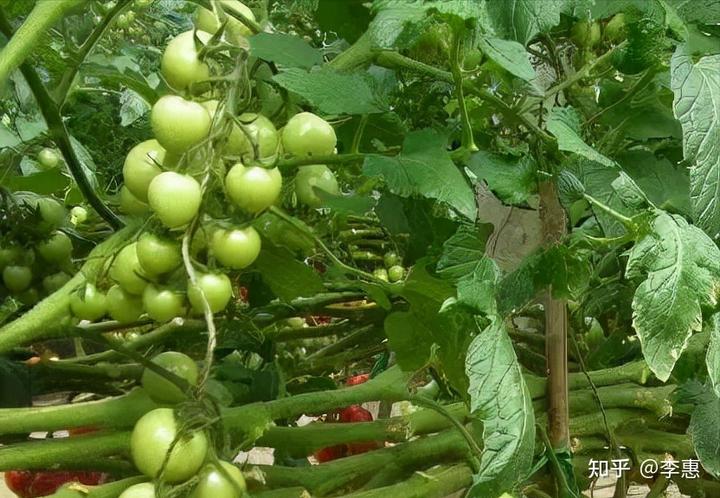 致富蔬菜种植特色介绍_新型致富项目蔬菜_致富经特色蔬菜种植