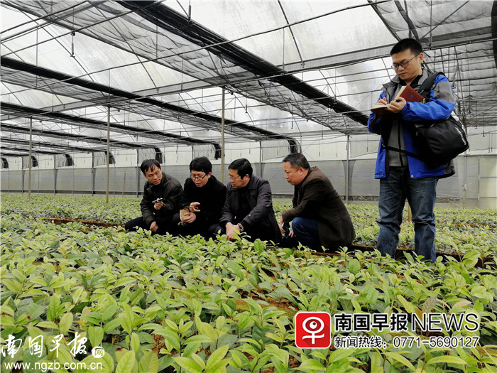 种植金花茶致富_种植金花茶有前景吗_致富种植金花茶视频