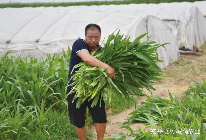 养水草赚钱吗_致富经有养水草的吗_有水草养什么鱼比较好