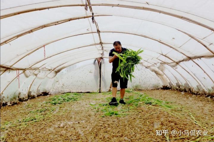 有水草养什么鱼比较好_养水草赚钱吗_致富经有养水草的吗