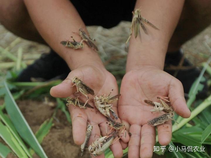 致富经有养水草的吗_有水草养什么鱼比较好_养水草赚钱吗