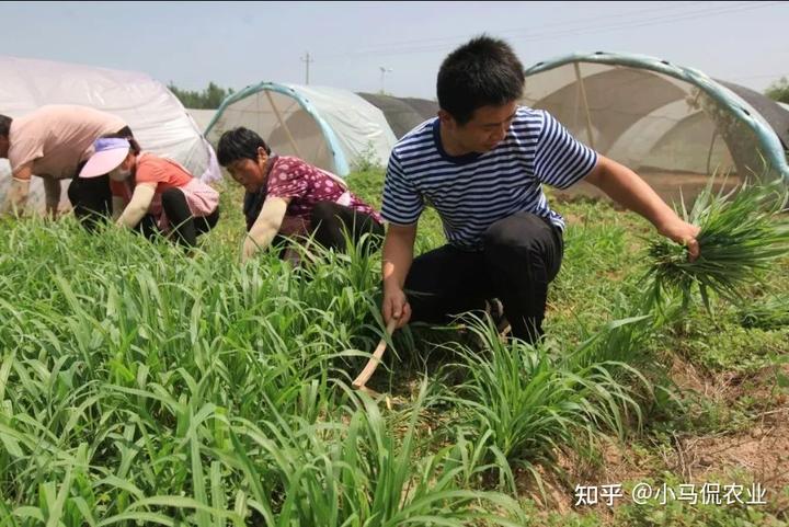 有水草养什么鱼比较好_致富经有养水草的吗_养水草赚钱吗