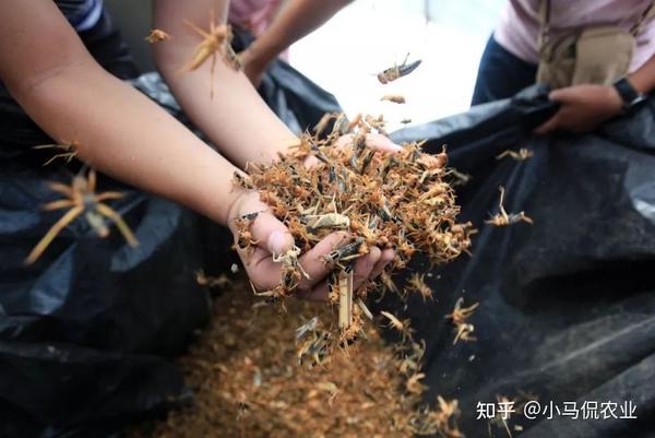 有水草养什么鱼比较好_养水草赚钱吗_致富经有养水草的吗