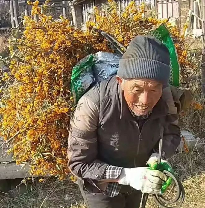 沙棘种植环境_沙棘在广西种植技术_沙棘的栽培技术要点