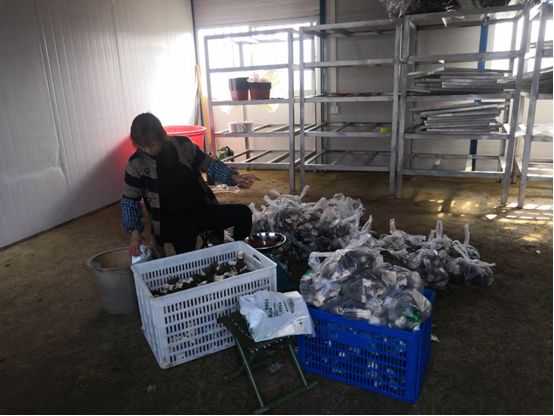 羊肚菌种植增收致富_种植羊肚菌效益怎么样_2020年种植羊肚菌前景如何