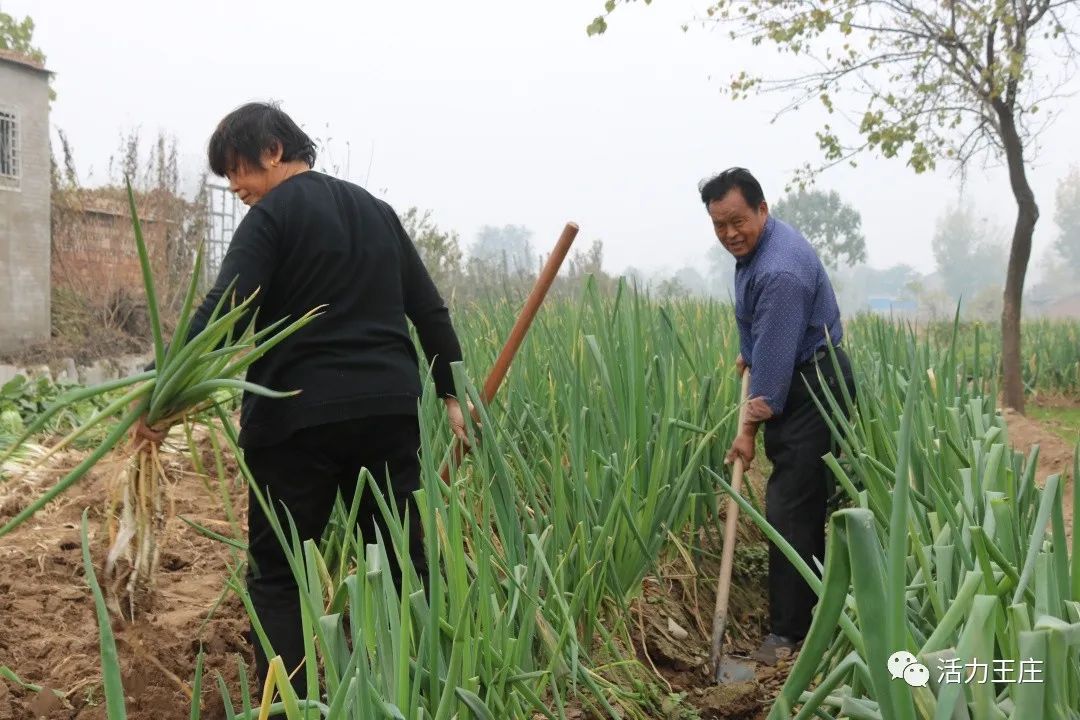 寒葱种植致富_寒葱种植每亩地效益_致富种植寒葱视频