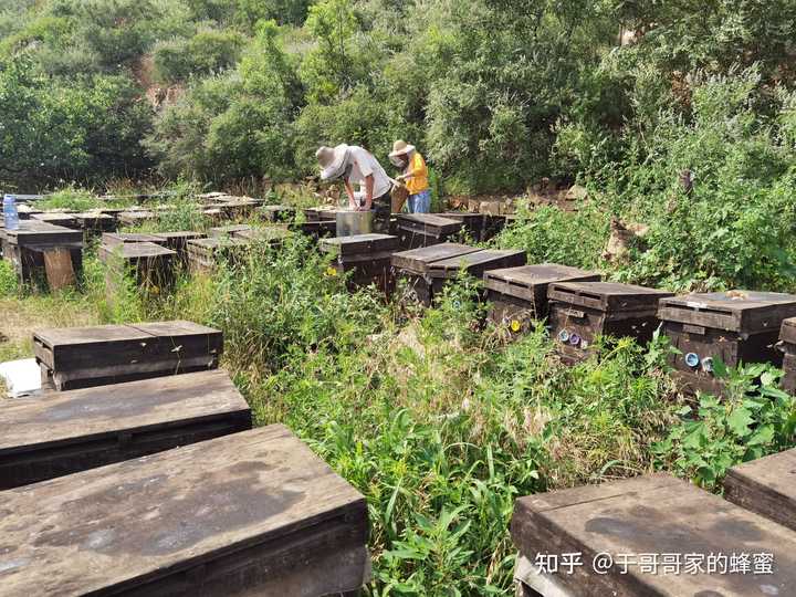 蜜蜂致富养殖土豆视频_土蜜蜂养殖致富_土法养蜜蜂致富视频