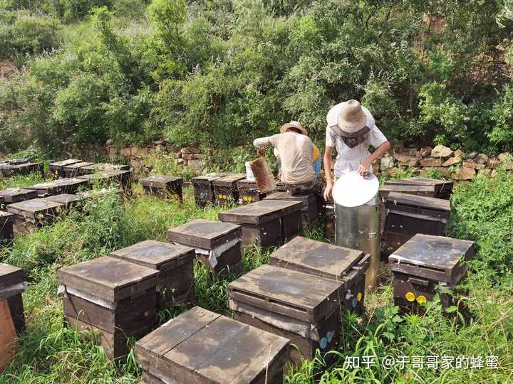 蜜蜂致富养殖土豆视频_土蜜蜂养殖致富_土法养蜜蜂致富视频