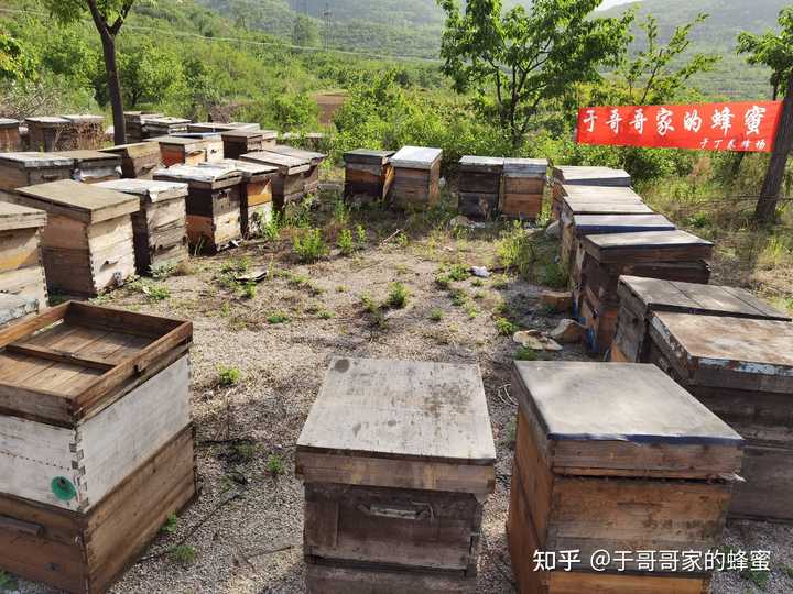 蜜蜂致富养殖土豆视频_土法养蜜蜂致富视频_土蜜蜂养殖致富