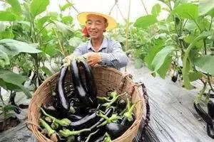 蔬菜种植项目建议书：某大棚蔬菜种植基地案例