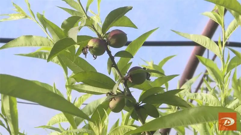 2017年致富经种植桃子_致富经樱桃_致富种植视频全集