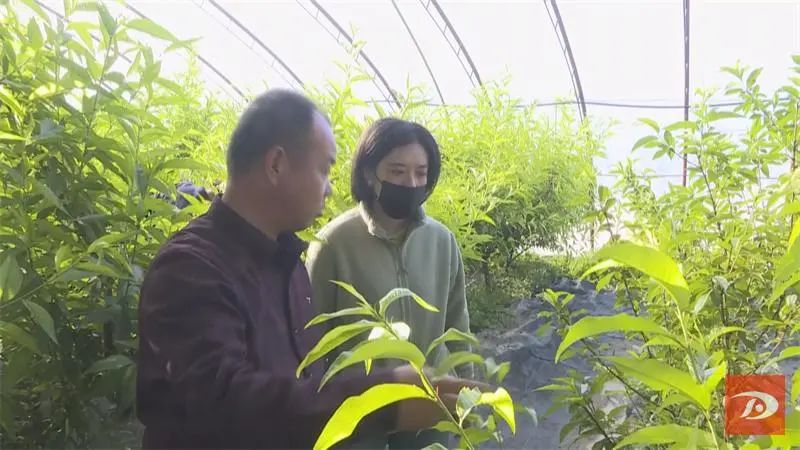 致富种植视频全集_致富经樱桃_2017年致富经种植桃子