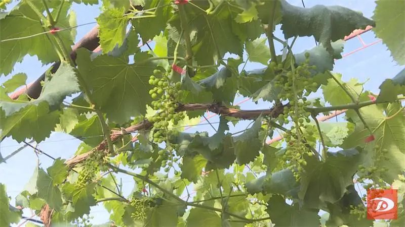 致富经樱桃_2017年致富经种植桃子_致富种植视频全集