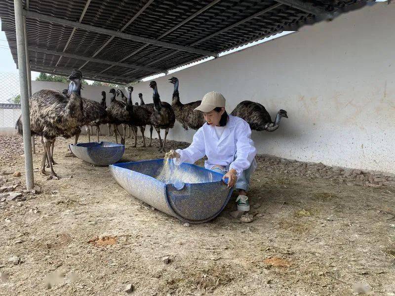 养殖致富网视频_致富经鸸鹋养殖视频_致富养殖好项目大全