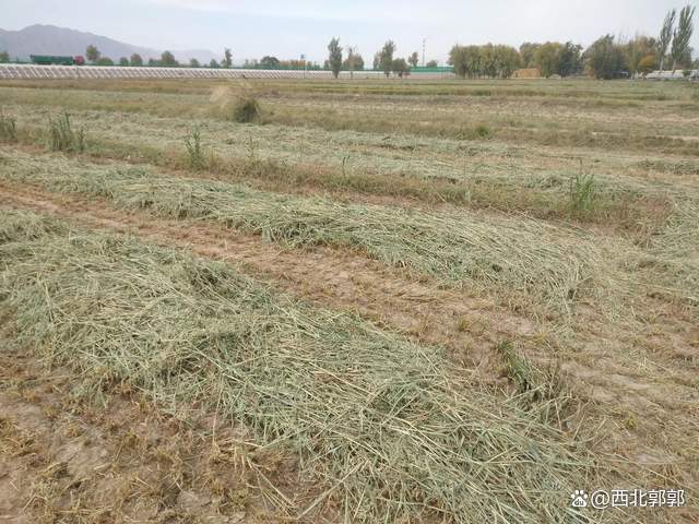 草地能建设养殖场吗_农村草地养殖致富_养殖草场