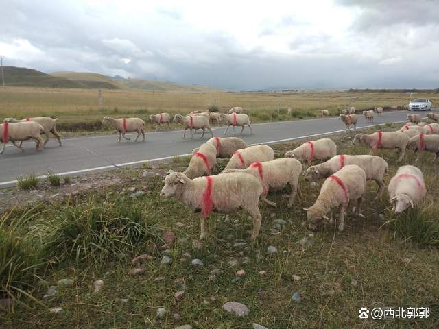 草地能建设养殖场吗_养殖草场_农村草地养殖致富