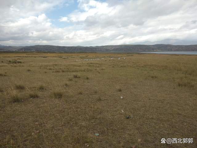 草地能建设养殖场吗_养殖草场_农村草地养殖致富