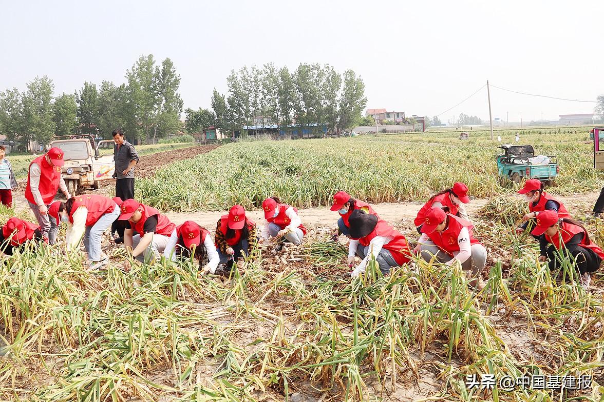 千亩大蒜为群众致富_农民致富经蒜_致富经大蒜种植视频