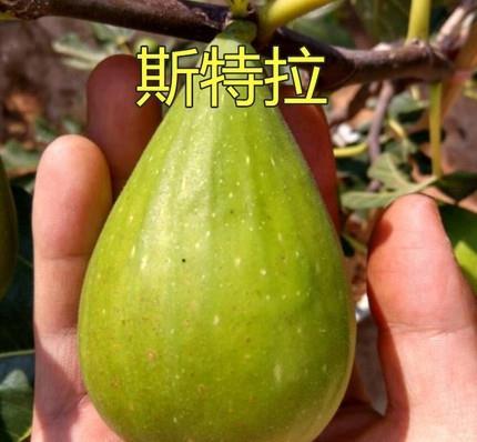 致富种植无花果有什么要求_有种植无花果的致富经吗_致富种植无花果有什么好处