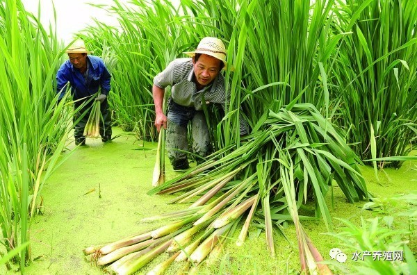 茭白泥鳅共生养殖模式详解：亩纯利五千块左右