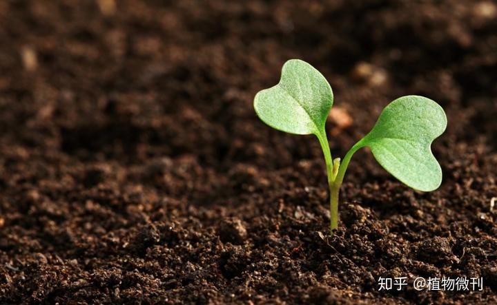 花生施肥种植管理技术要点_花生施肥及种植管理技术_花生的施肥原则是什么