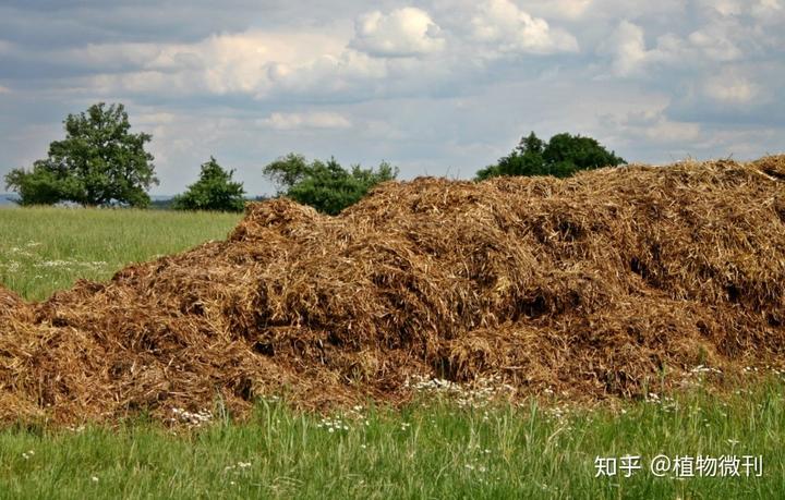 花生施肥及种植管理技术_花生施肥种植管理技术要点_花生的施肥原则是什么