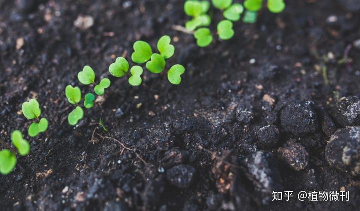 花生的施肥原则是什么_花生施肥及种植管理技术_花生施肥种植管理技术要点