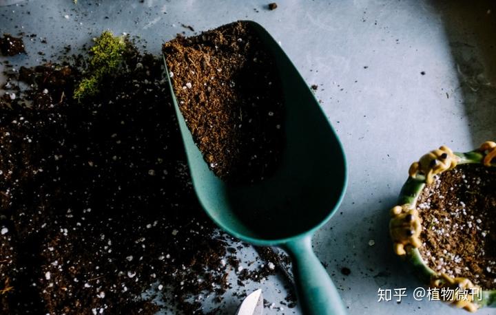 花生施肥种植管理技术要点_花生施肥及种植管理技术_花生的施肥原则是什么